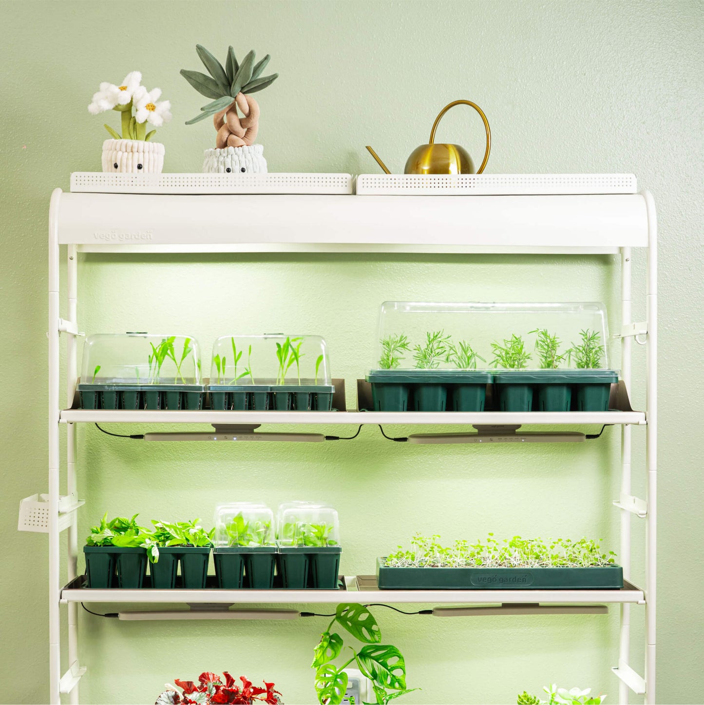 76 Cell 1020 Germination Cell Bundle